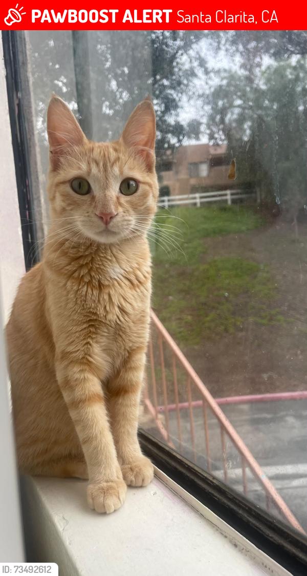 Lost Female Cat last seen Near Silver Saddle Circle, Going Uphill from Basketball court, Santa Clarita, CA 91387