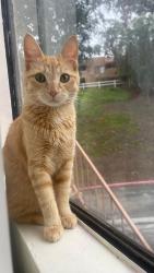 Lost Female Cat last seen Near Silver Saddle Circle, Going Uphill from Basketball court, Santa Clarita, CA 91387