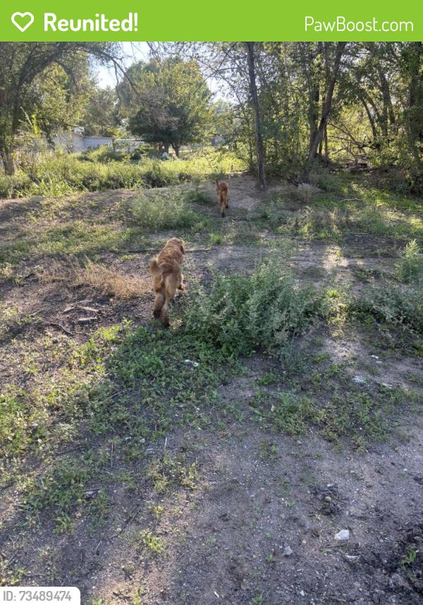 Reunited Unknown Dog last seen La Entrada, Los Lunas, NM 87031