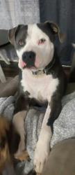 Reunited Male Dog last seen Near Deppe Loop Rd off of hwy 17, Maysville, NC 28555