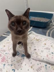 Reunited Male Cat last seen Enright Ave and Serra Ave, Santa Clara, CA 95050