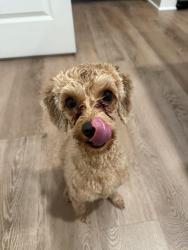 Reunited Female Dog last seen The Charles on Liberty, Spartanburg, SC 29301