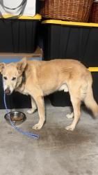 Reunited Male Dog last seen Heathrow Ave and Kennedy Ave, Fontana, CA 92336