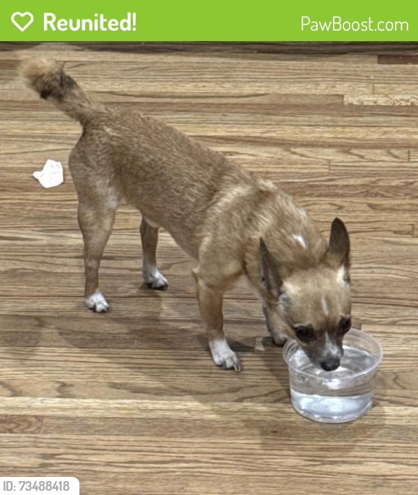 Reunited Male Dog last seen 6th & Moline, Aurora, CO 80010