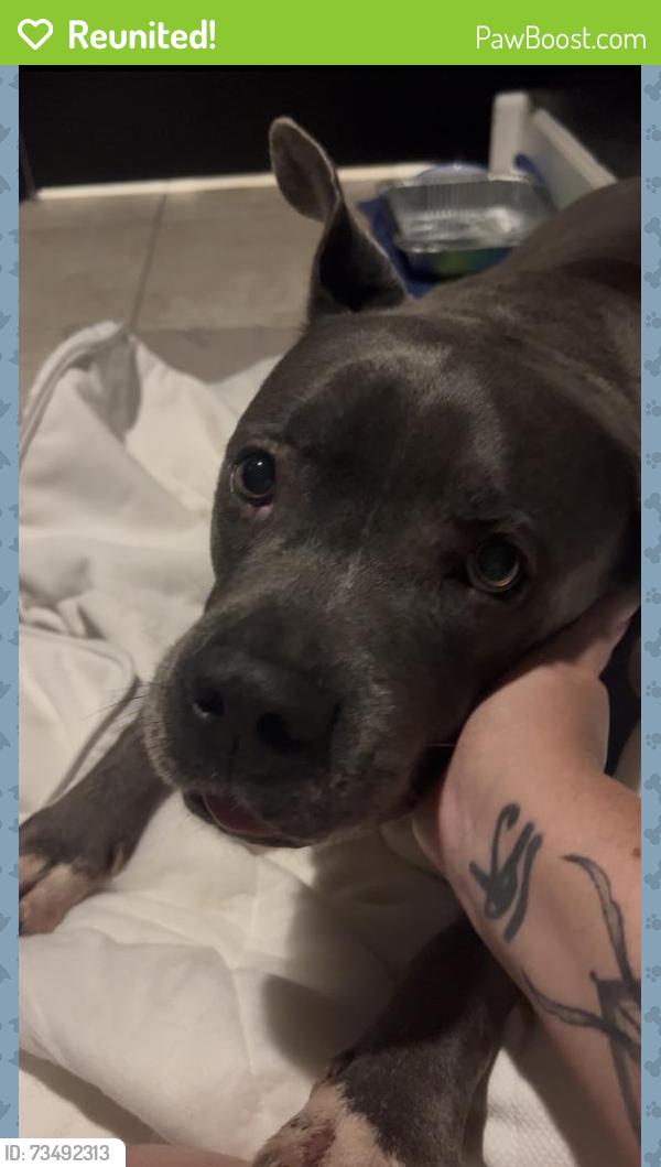Reunited Male Dog last seen Hayward Rd, Spring Hill, FL 34609