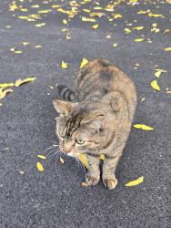 Found/Stray Female Cat last seen Found near Edgewood Rd, Fairmount, NY 13219