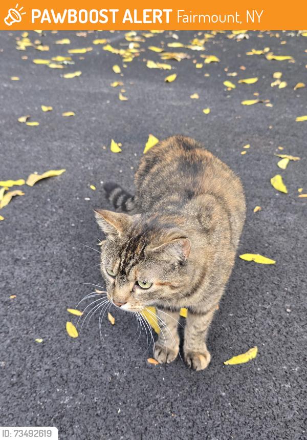 Found/Stray Female Cat last seen Found near Edgewood Rd, Fairmount, NY 13219