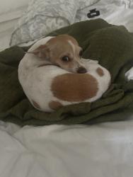 Found/Stray Female Dog last seen Vermont square, Los Angeles, CA 90062