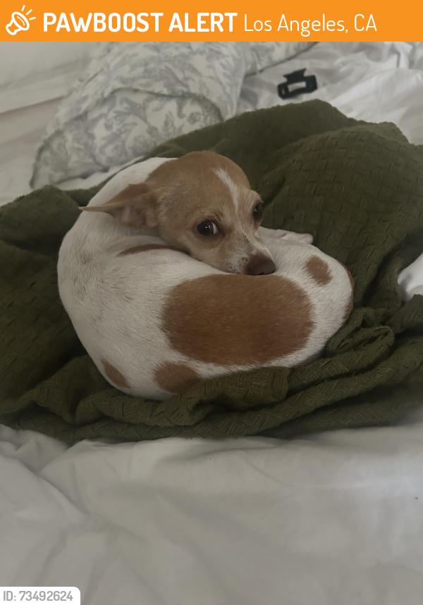 Found/Stray Female Dog last seen Vermont square, Los Angeles, CA 90062