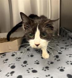 Shelter Stray Female Cat last seen Near, 5001 E Raymond St, Indianapolis, IN 46203, USA