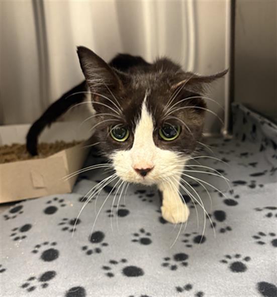 Shelter Stray Female Cat last seen Near, 5001 E Raymond St, Indianapolis, IN 46203, USA