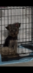 Lost Female Dog last seen Athel Dr, Mesquite, TX 75149