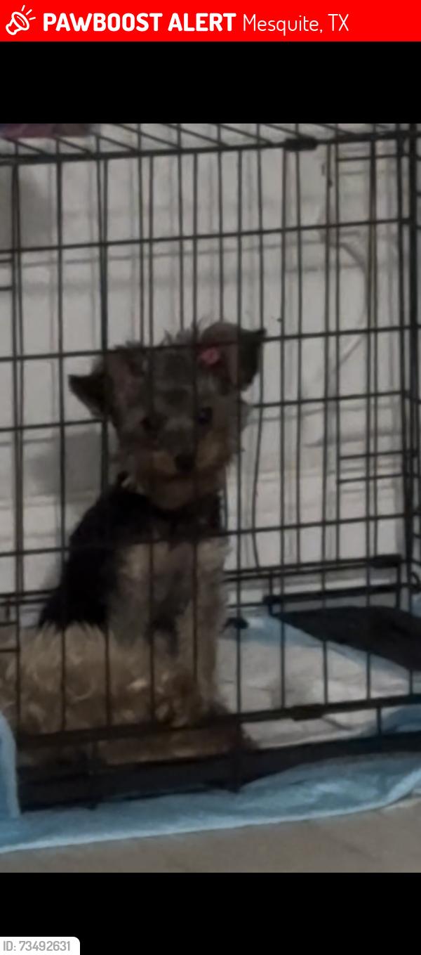 Lost Female Dog last seen Athel Dr, Mesquite, TX 75149