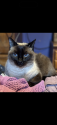Lost Female Cat last seen Monitor Bay, Crown Point, NY 12928