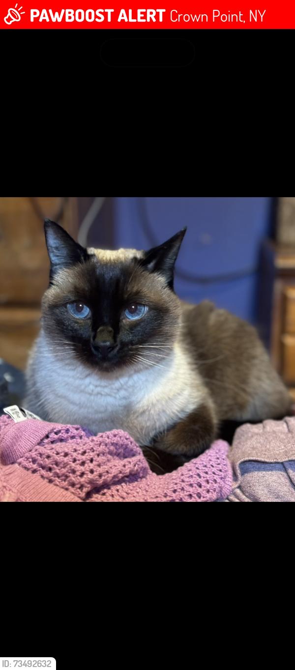 Lost Female Cat last seen Monitor Bay, Crown Point, NY 12928