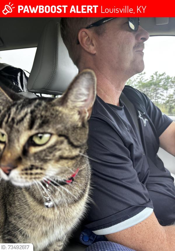Lost Female Cat last seen Alliant Ave near Bluegrass Pkwy, Louisville, KY 40299