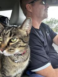 Lost Female Cat last seen Alliant Ave near Bluegrass Pkwy, Louisville, KY 40299