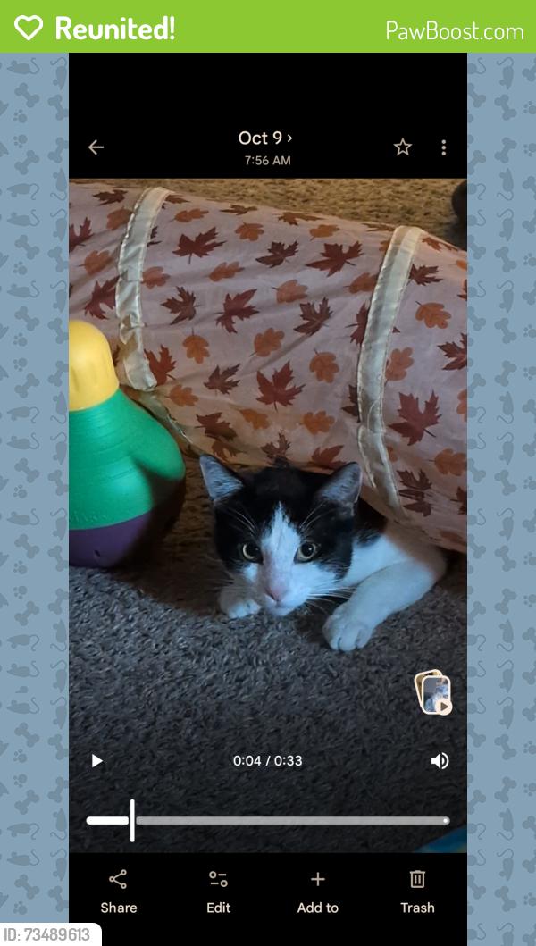 Reunited Male Cat last seen Holiday Lane and MidCities Blvd, North Richland Hills, TX 76182