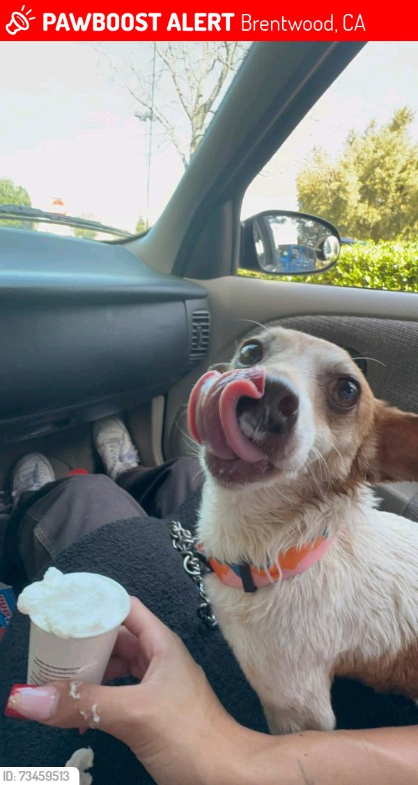 Lost Female Dog last seen Brentwood blvd and lone tree way brentwood, Brentwood, CA 94561
