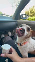 Lost Female Dog last seen Brentwood blvd and lone tree way brentwood, Brentwood, CA 94561