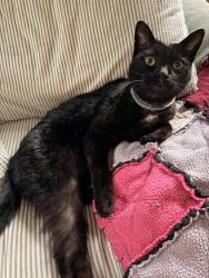 Reunited Male Cat last seen E 14th St and Hickory, 37404, Chattanooga, TN 37404