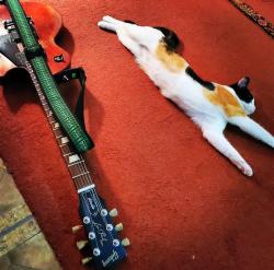 Lost Female Cat last seen 55th and Lowell, Berkley, CO 80212