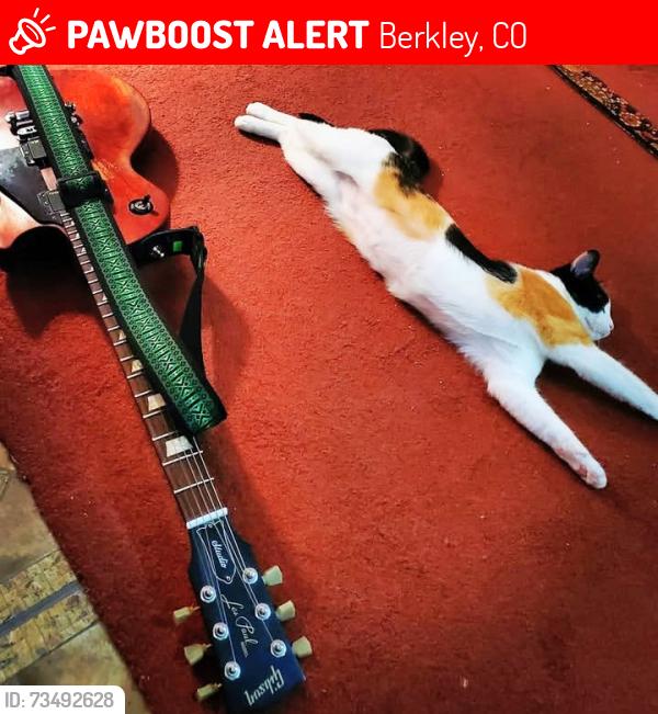 Lost Female Cat last seen 55th and Lowell, Berkley, CO 80212
