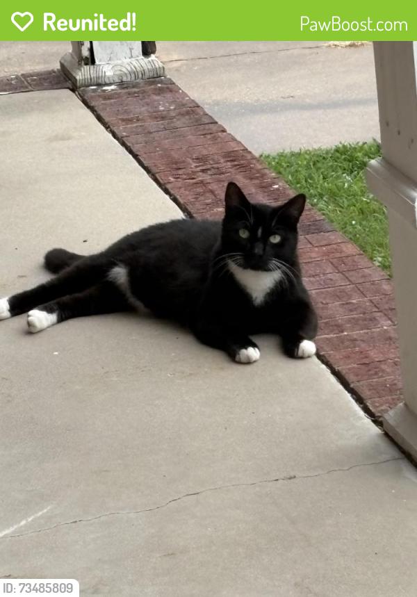 Reunited Male Cat last seen Pressler Road and Rolling Meadows, Akron, OH 44312