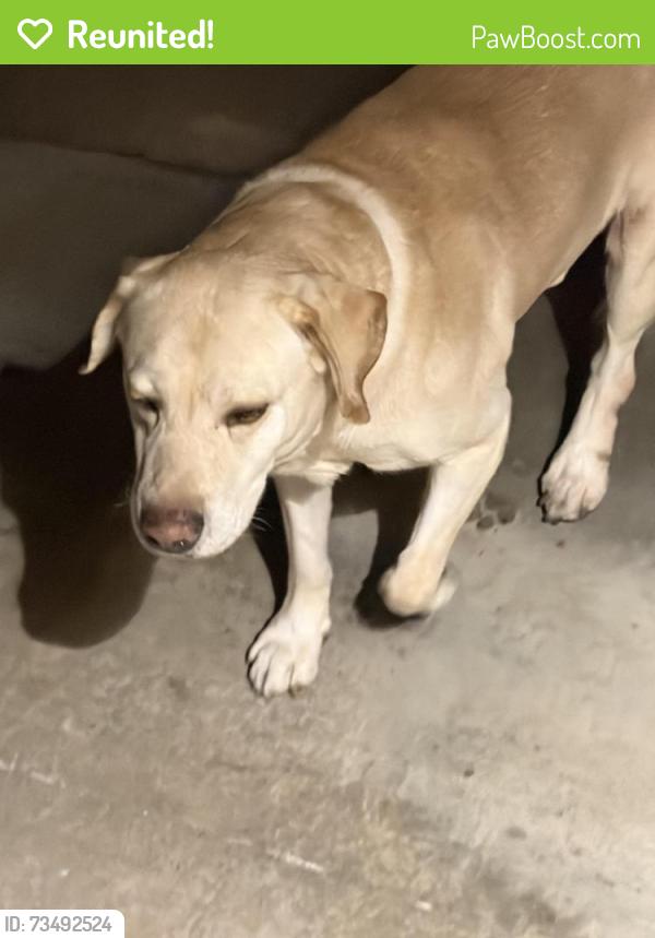 Reunited Male Dog last seen G st and Campus Ontario, Ontario, CA 91764