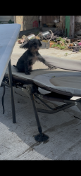 Reunited Female Dog last seen 10th Ave&E 24th, Oakland, CA 94606