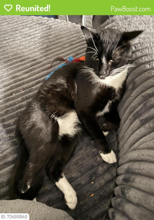 Reunited Male Cat last seen Boothe grove and tupelo hollow, San Antonio, TX 78254