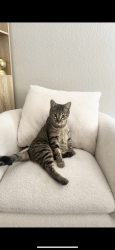 Lost Female Cat last seen Tropical and Bradley, Las Vegas, NV 89130