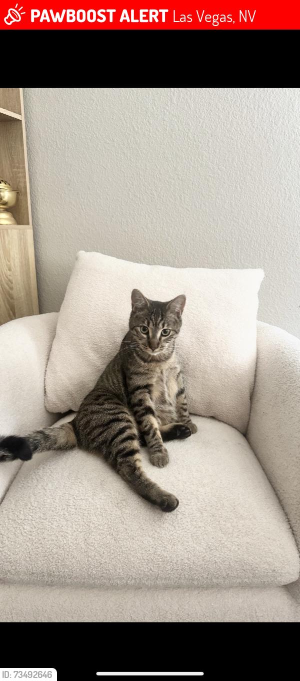Lost Female Cat last seen Tropical and Bradley, Las Vegas, NV 89130