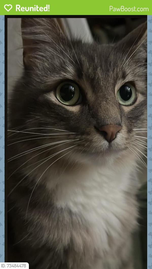 Reunited Male Cat last seen Almanor, Oxnard, CA 93036
