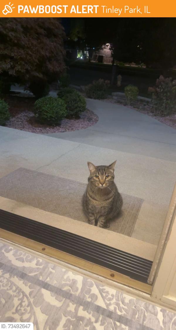 Found/Stray Unknown Cat last seen Near peach tree Dr, Tinley Park, IL 60487