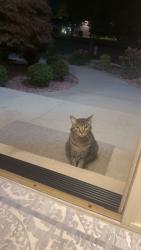 Found/Stray Unknown Cat last seen Near peach tree Dr, Tinley Park, IL 60487