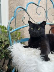 Reunited Male Cat last seen Elmdale & Burnside st, Simi Valley, CA 93065