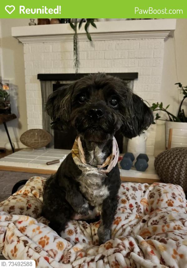 Reunited Male Dog last seen Near Madison St, Albany, CA 94706, USA, Albany, CA 94706