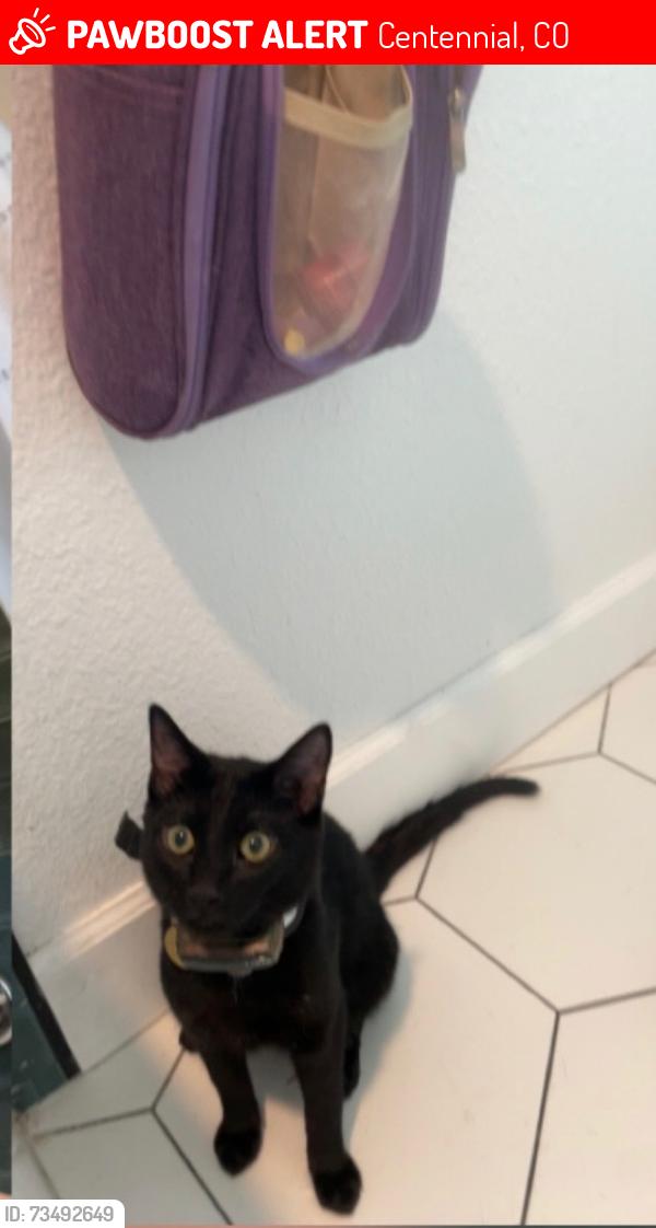 Lost Female Cat last seen University and Dry Creek, Centennial, CO 80122