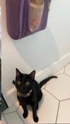 Lost Female Cat last seen University and Dry Creek, Centennial, CO 80122