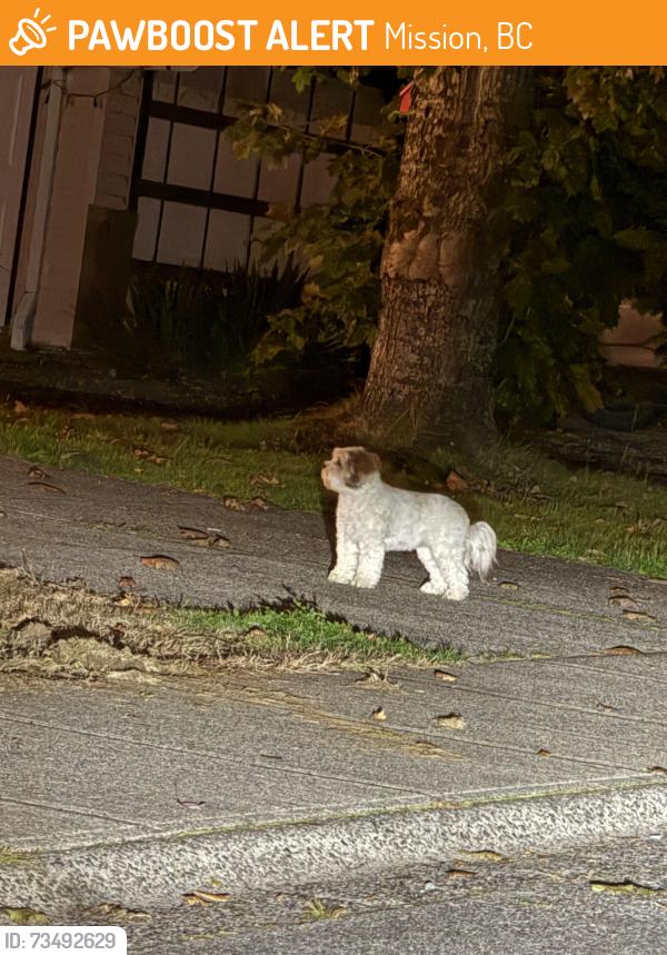 Found/Stray Unknown Dog last seen Near cherry hill elementary, Mission, BC 