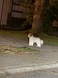 Found/Stray Unknown Dog last seen Near cherry hill elementary, Mission, BC 