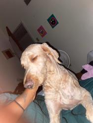 Lost Female Dog last seen Galaxie and Ballistic, El Paso, TX 79924