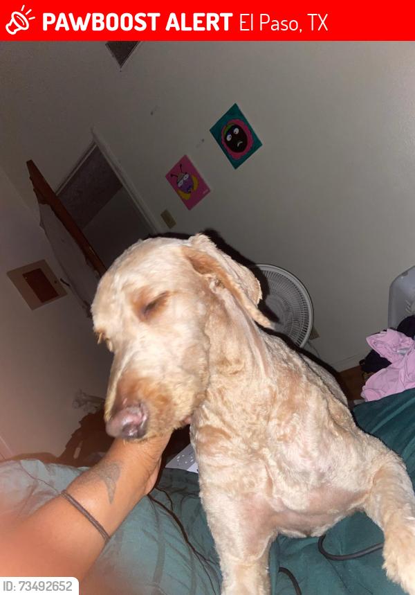 Lost Female Dog last seen Galaxie and Ballistic, El Paso, TX 79924