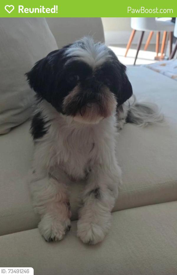 Reunited Female Dog last seen Delbert Road/17th, Columbus, OH 43219