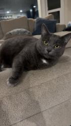 Reunited Female Cat last seen Aldergrove, Langley Township, BC V4W 2S8