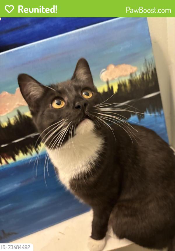 Reunited Female Cat last seen Woodbine, Calgary, AB 