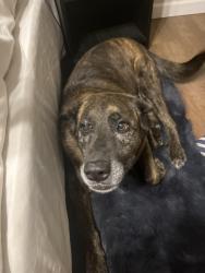 Found/Stray Female Dog last seen Sellers Park, Oklahoma City, OK 73159