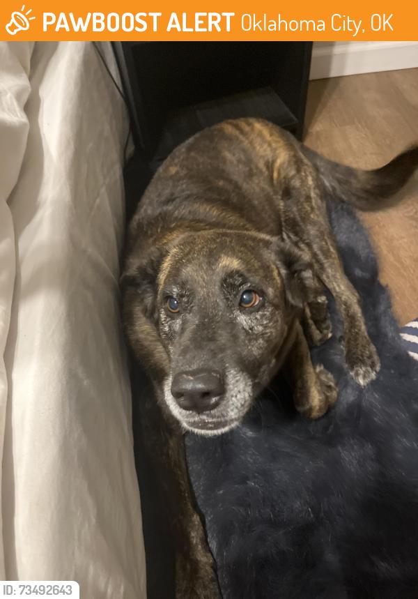 Found/Stray Female Dog last seen Sellers Park, Oklahoma City, OK 73159