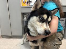 Shelter Stray Male Dog last seen Apt 1B,210 Grand Avenue, BRONX, NY, 10458, 326 E 110th St, New York, NY 10029, USA